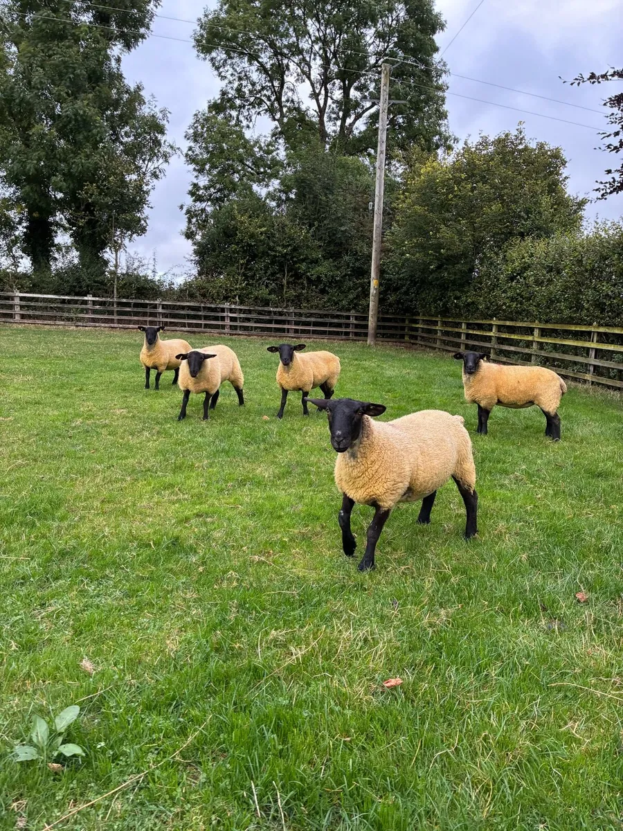 *** 5 quality hoggets ** - Image 3