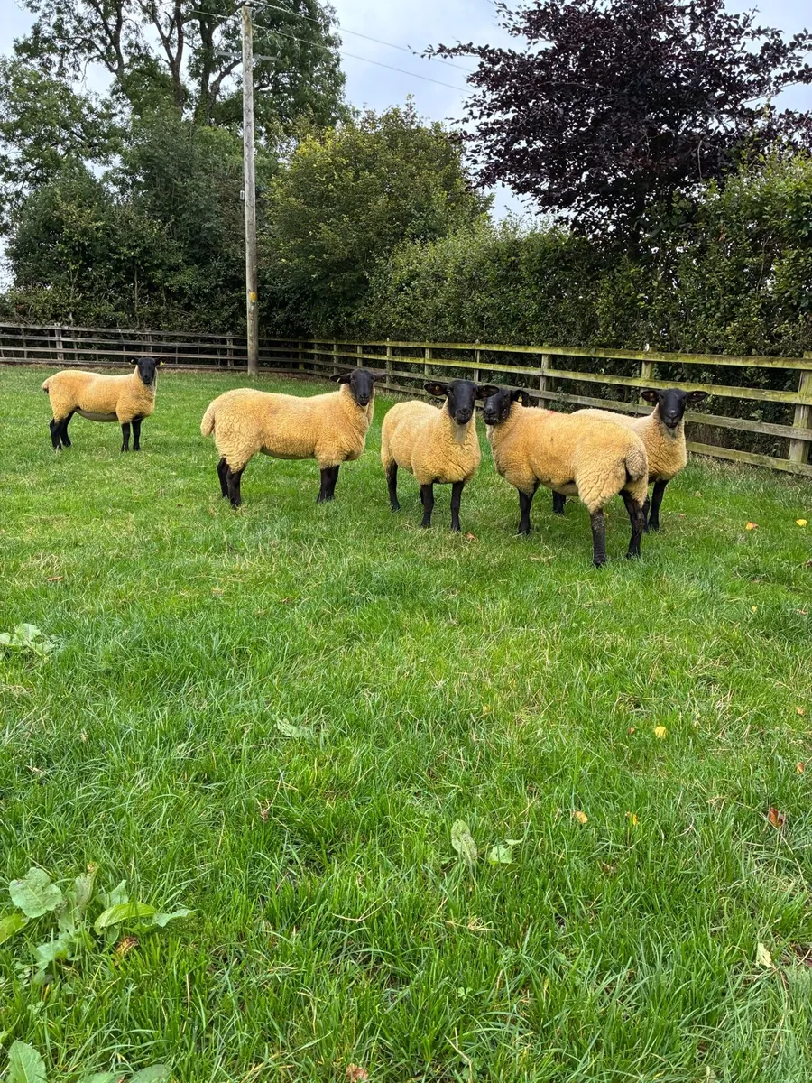 *** 5 quality hoggets ** - Image 4