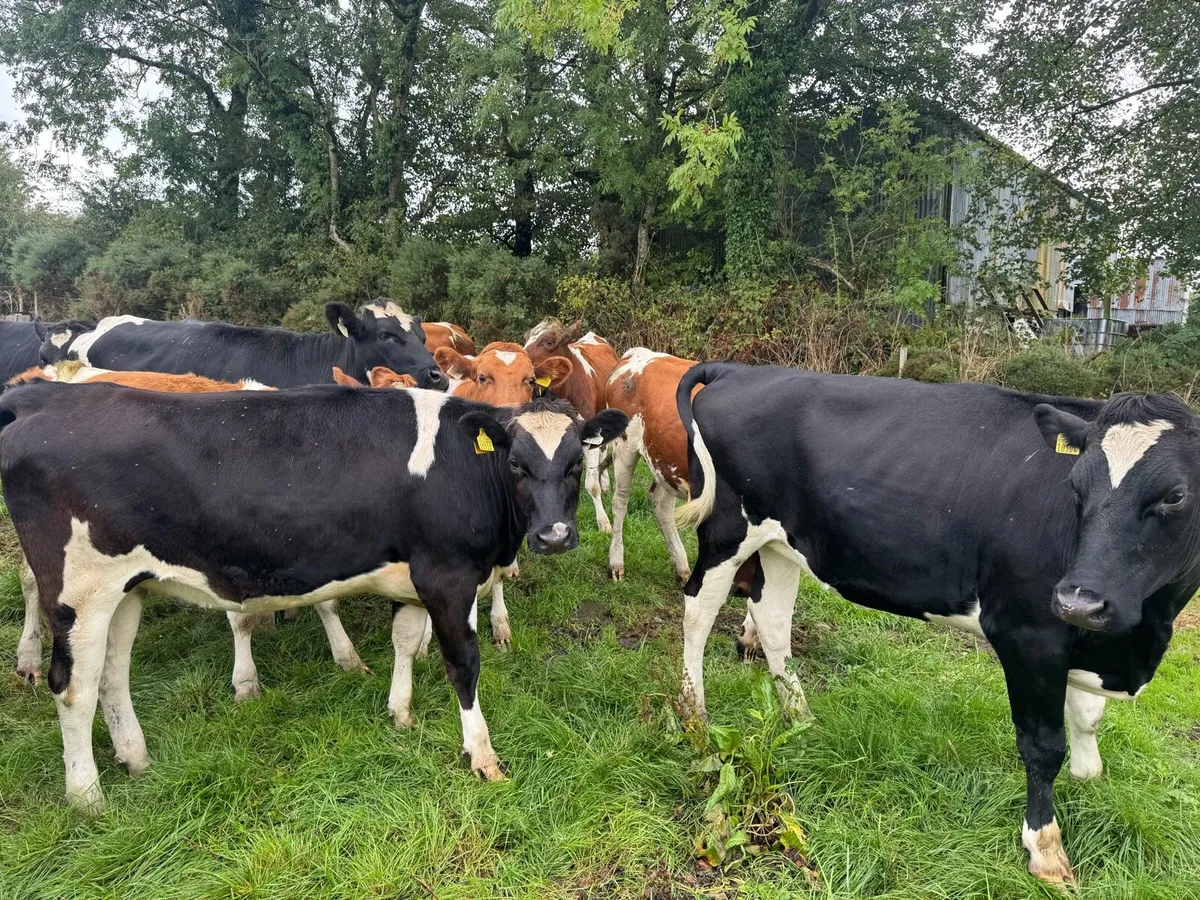 18 friesian heifers - Image 2