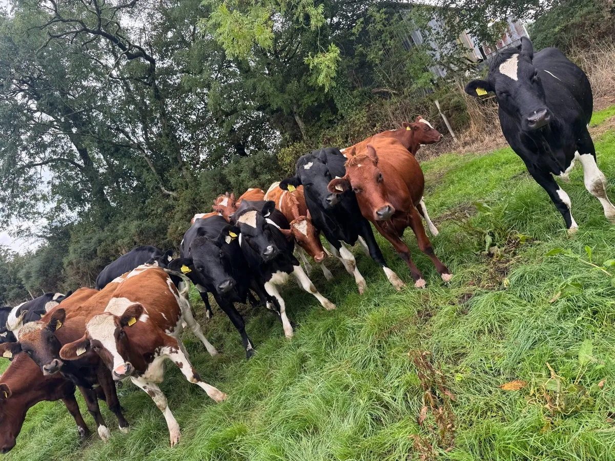 18 friesian heifers - Image 3