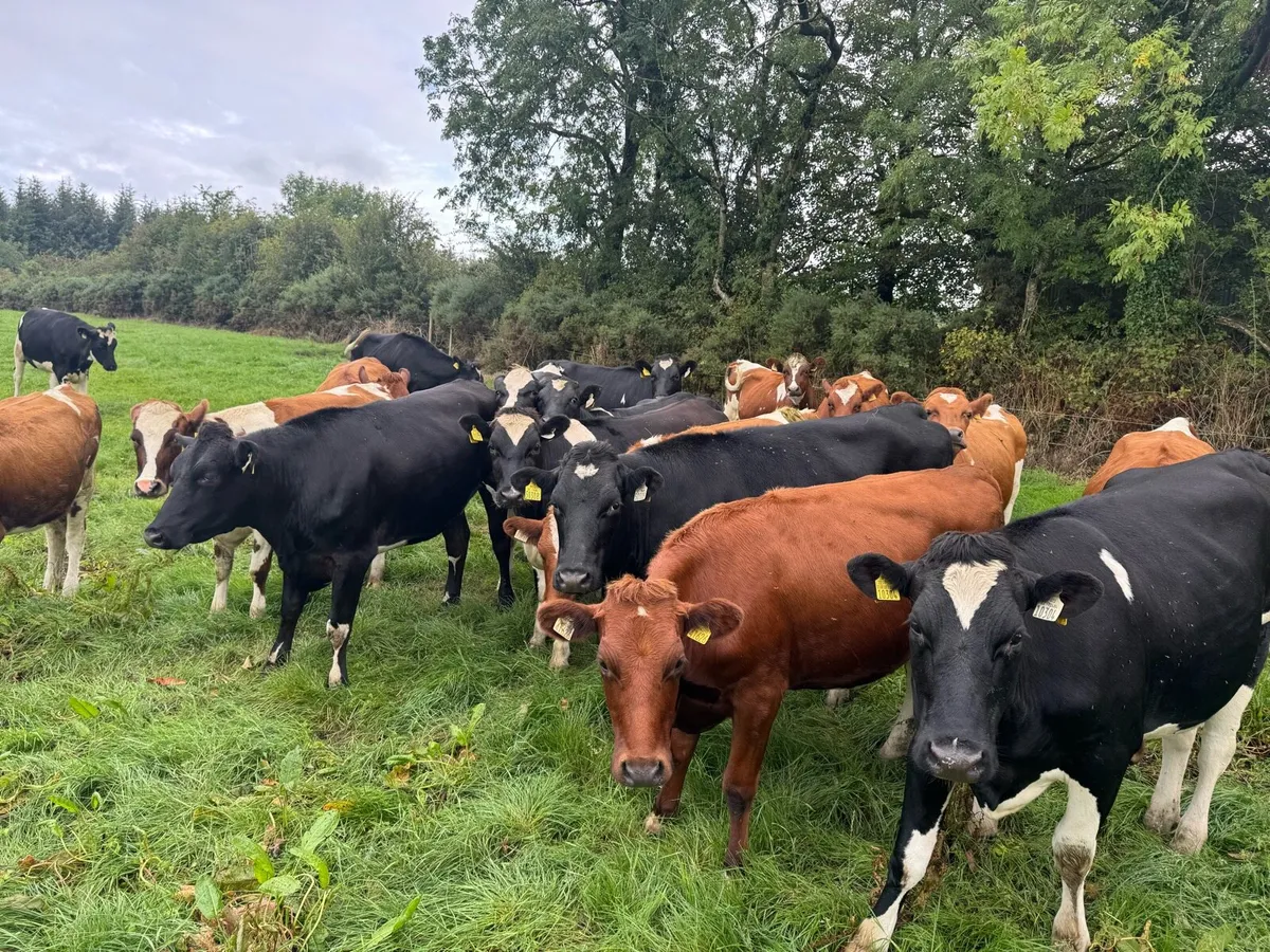 18 friesian heifers - Image 4