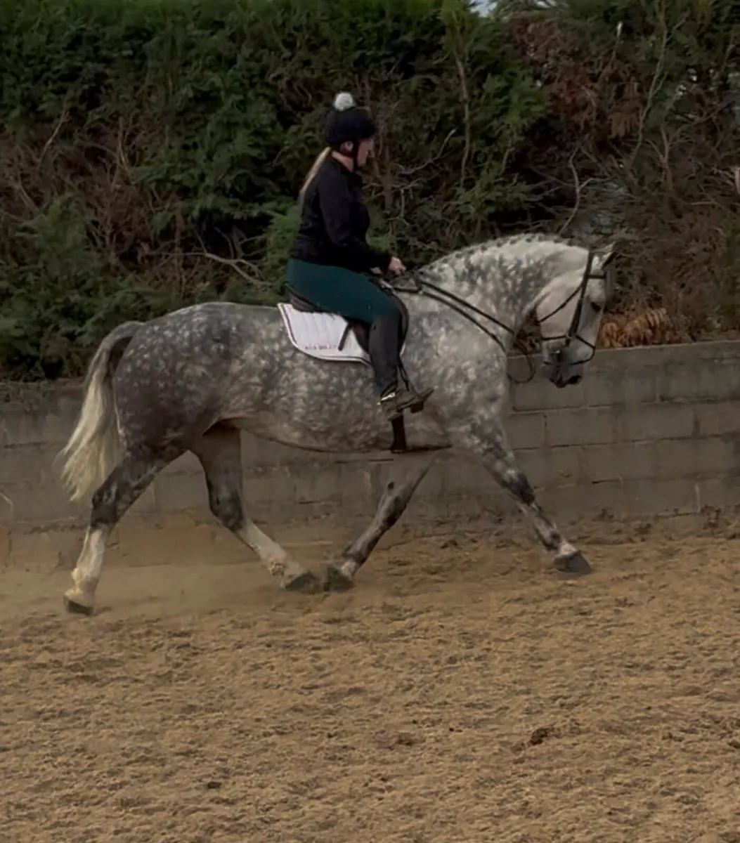 All rounder - Image 3