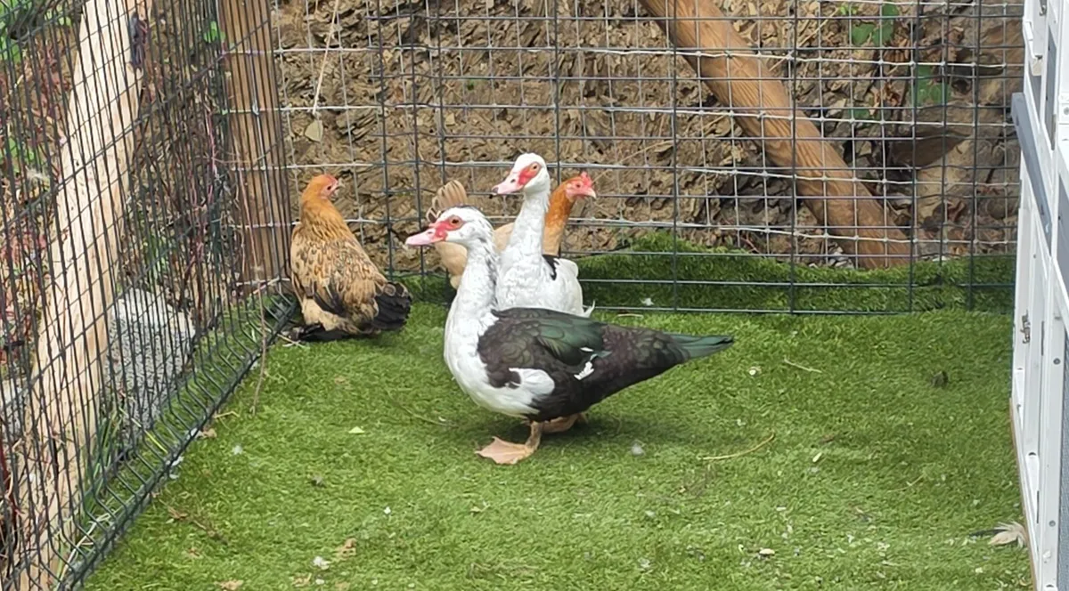 Poultry - Image 1