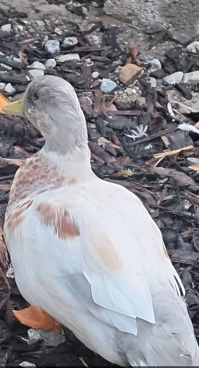 Poultry - Image 2