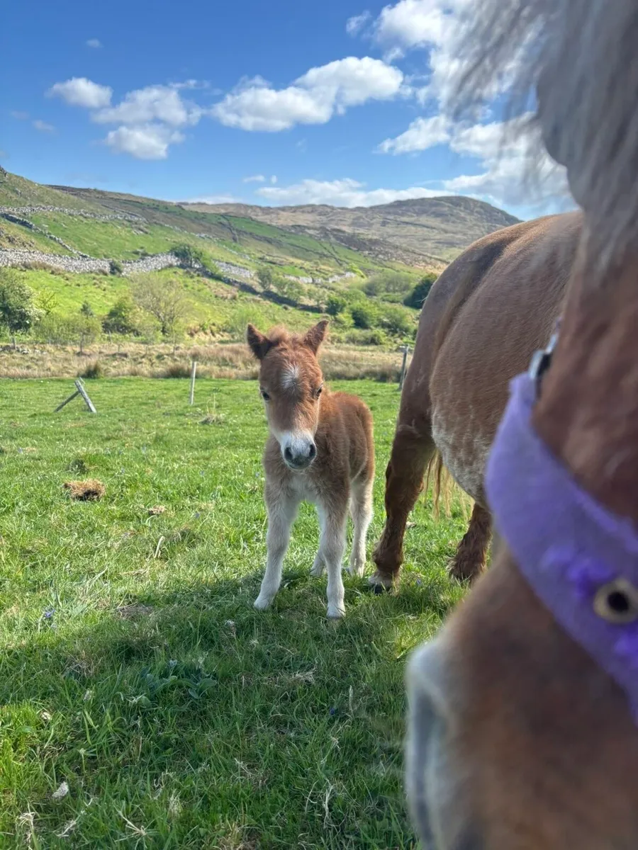 Shetland mare and foal - Image 3