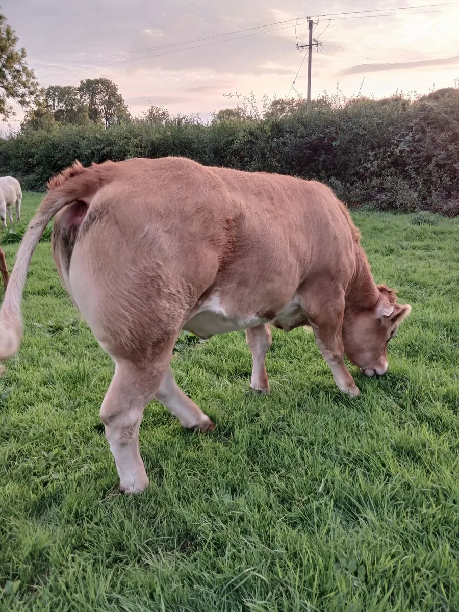 Twin heifers & breeding hfr. Drumshanbo Mart 04/09 - Image 2