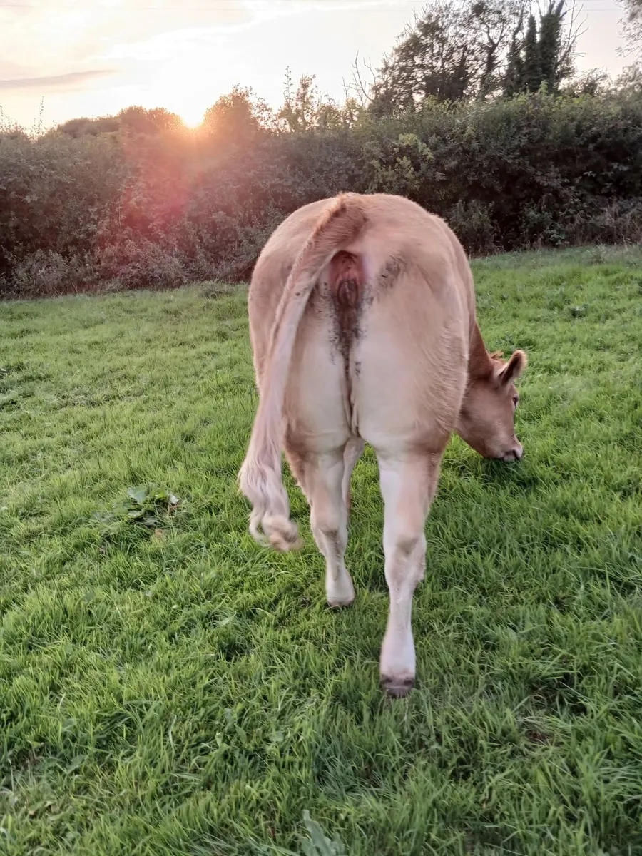 Twin heifers & breeding hfr. Drumshanbo Mart 04/09 - Image 3