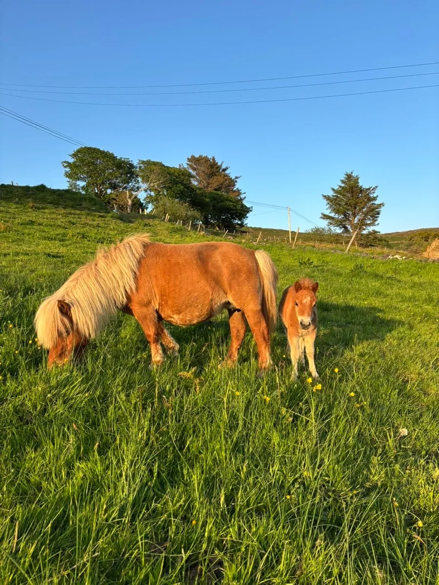 Shetland mare and foal - Image 1