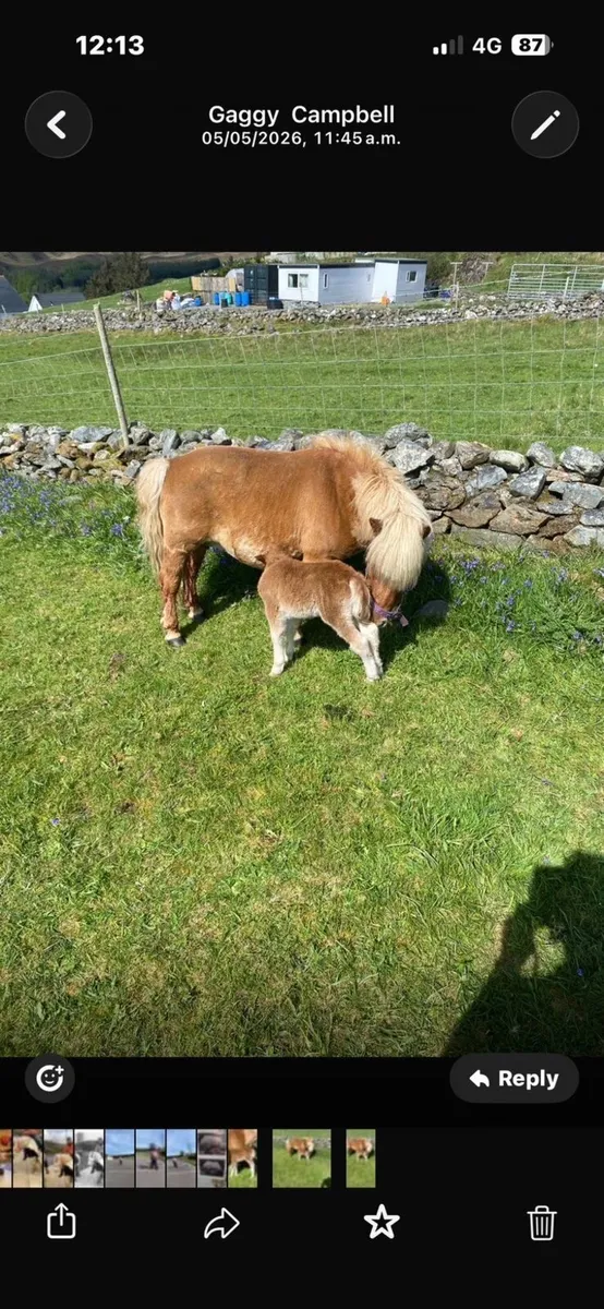 Shetland mare and foal - Image 2