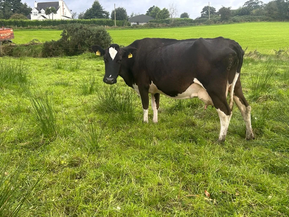 Frx cow to rear calves - Image 2