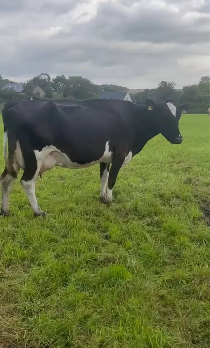 Frx cow to rear calves - Image 1