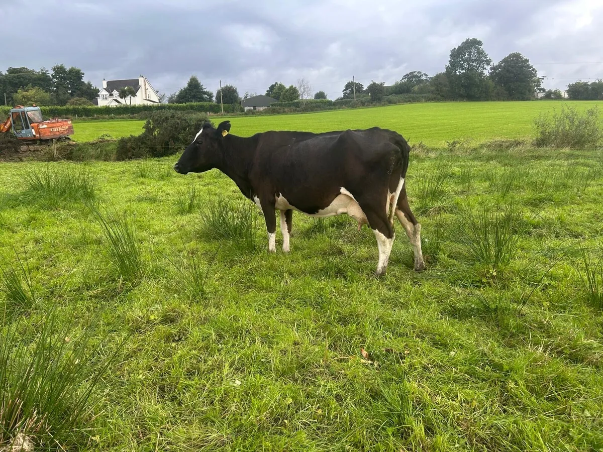 Frx cow to rear calves - Image 3