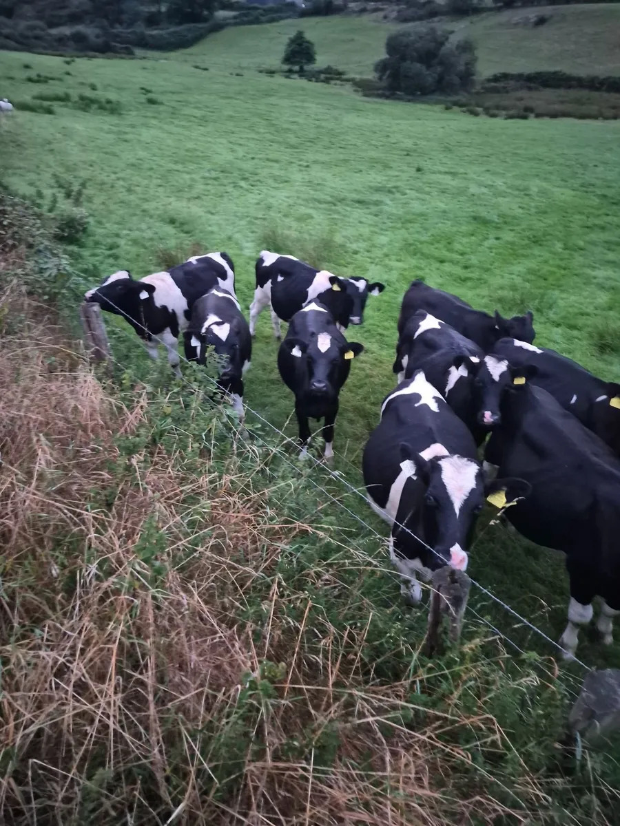 Bull runners - Image 2