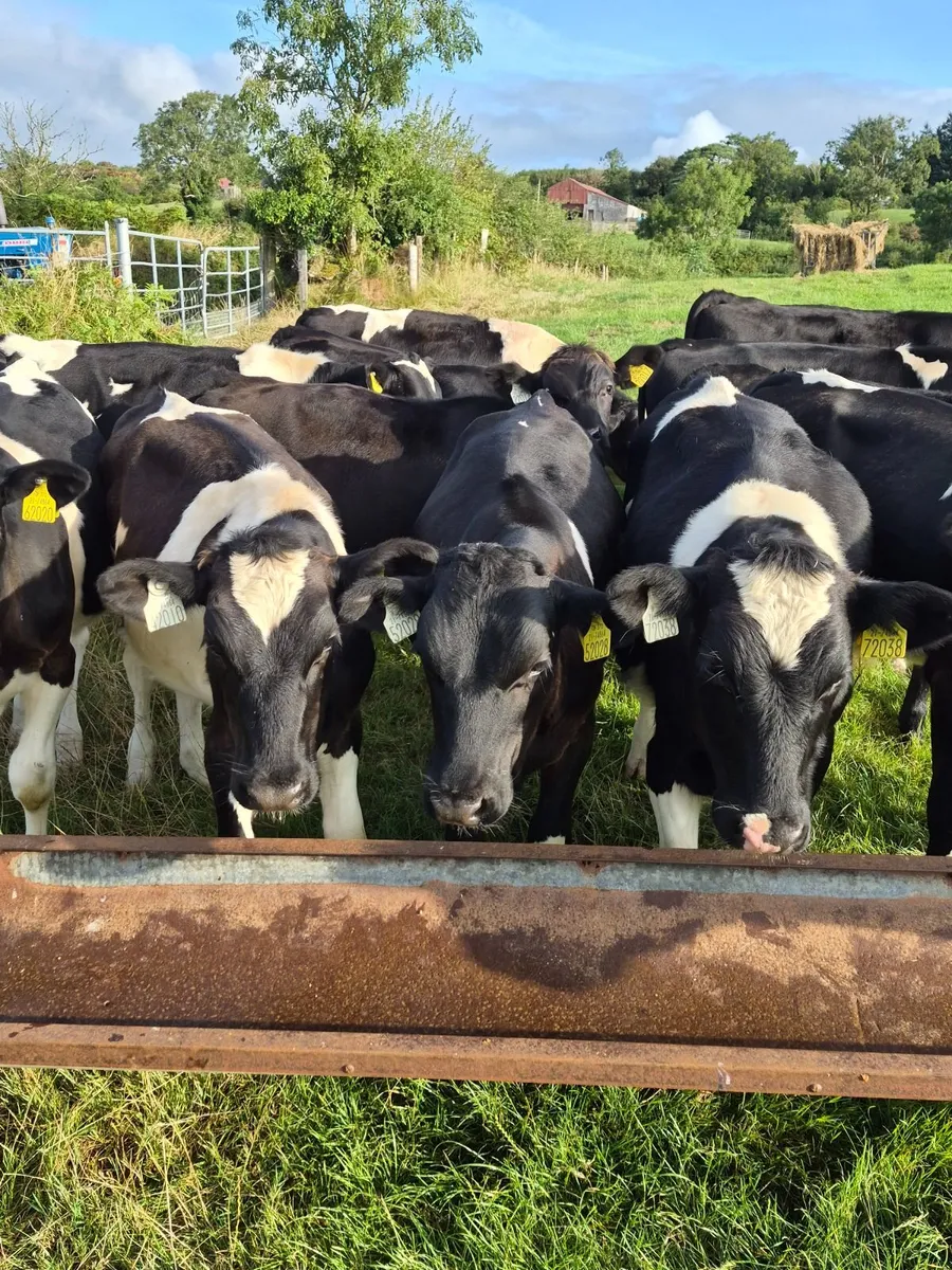 Bull runners - Image 1
