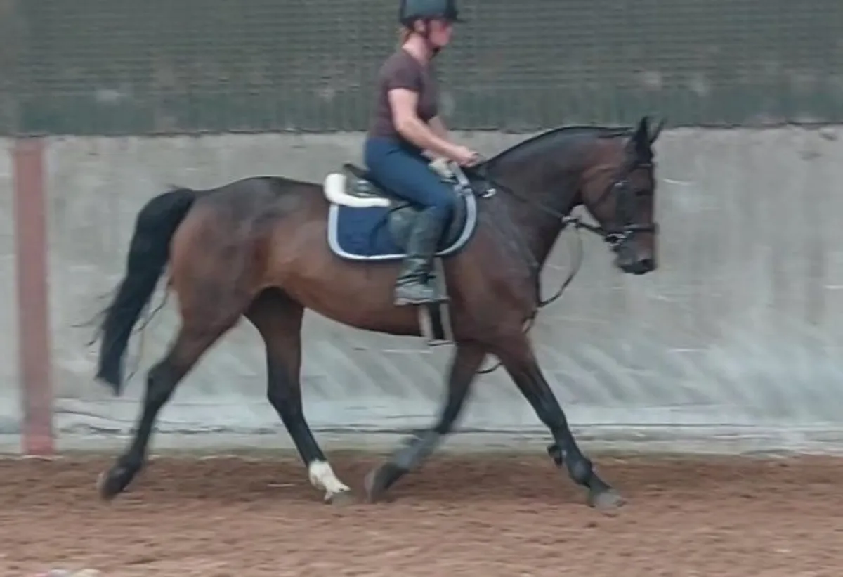 Beautiful Traditionally Irish Mare - Image 1