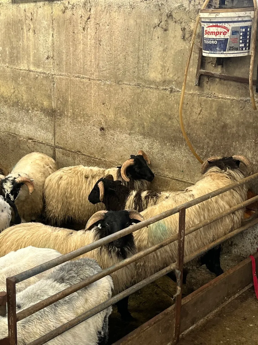 Blackface Store Lambs - Image 2