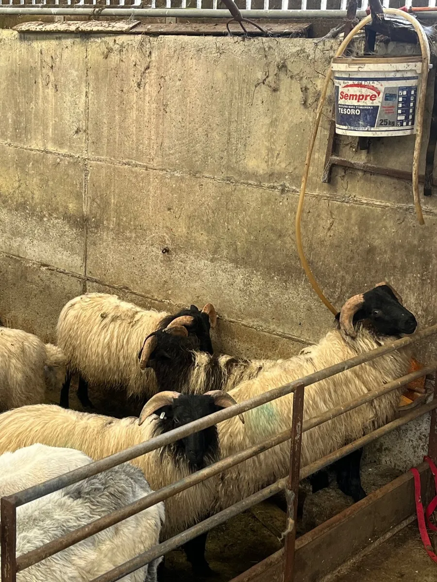 Blackface Store Lambs - Image 3