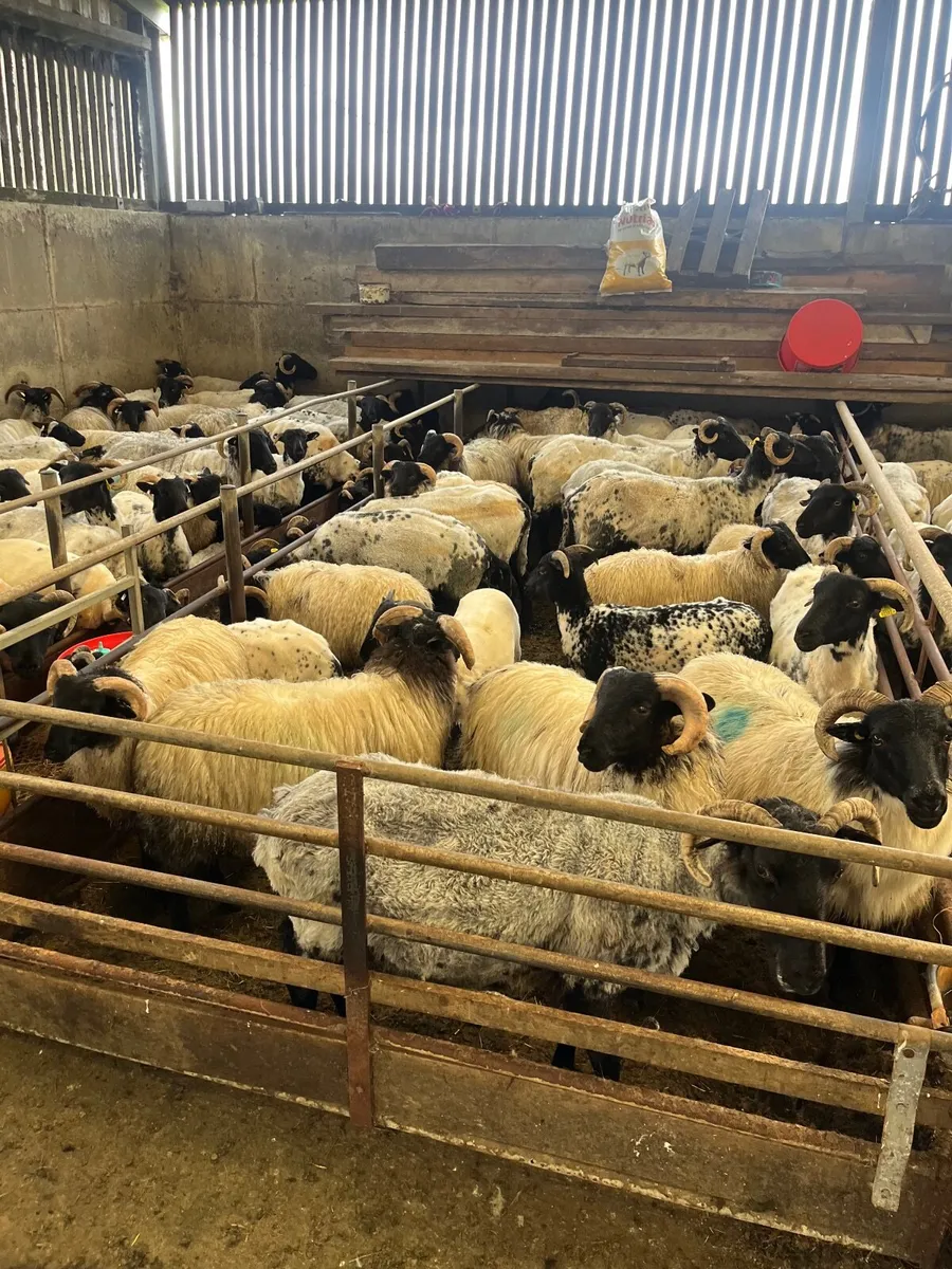 Blackface Store Lambs - Image 4