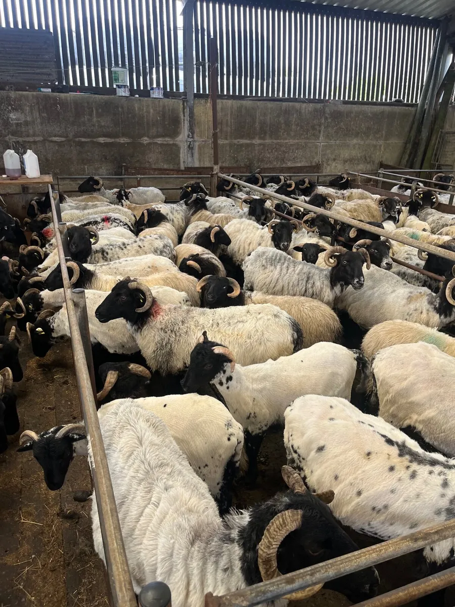 Blackface Store Lambs - Image 1