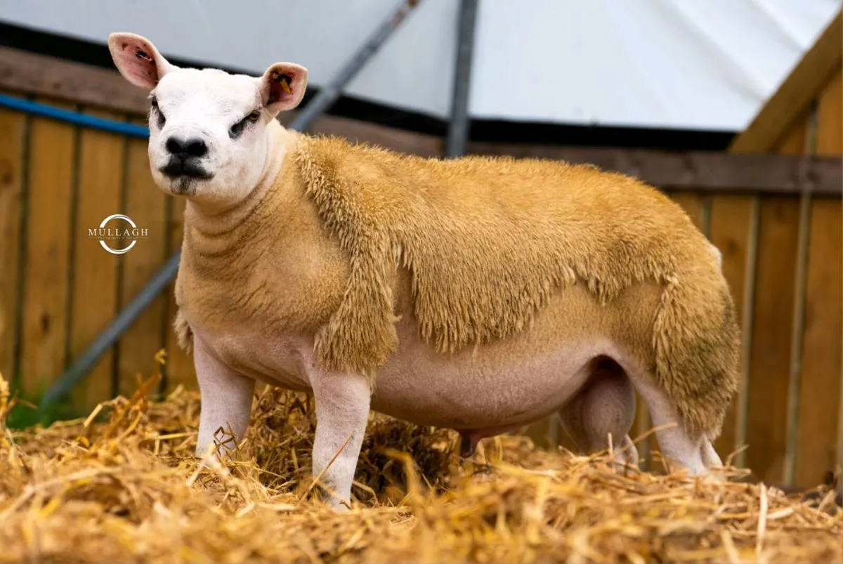 Texel Ram Lambs & Shearling and SuffTex Ram Lambs - Image 1