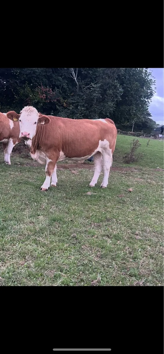 Pedigree Simmental heifers - Image 1