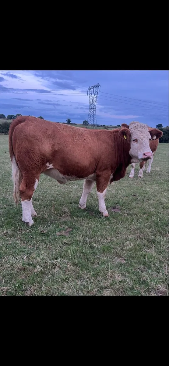 Pedigree Simmental heifers - Image 2