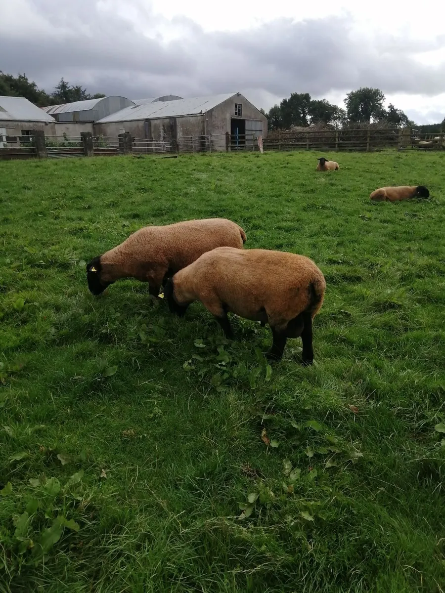 Suffolk Shearlings - Image 2