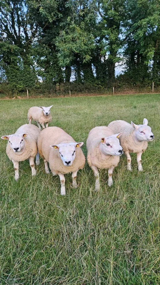 Pedigree Texel ram lambs - Image 2