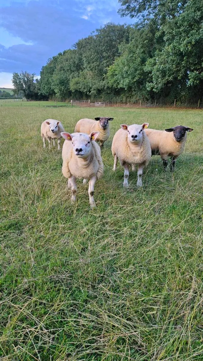 Pedigree Texel ram lambs - Image 3