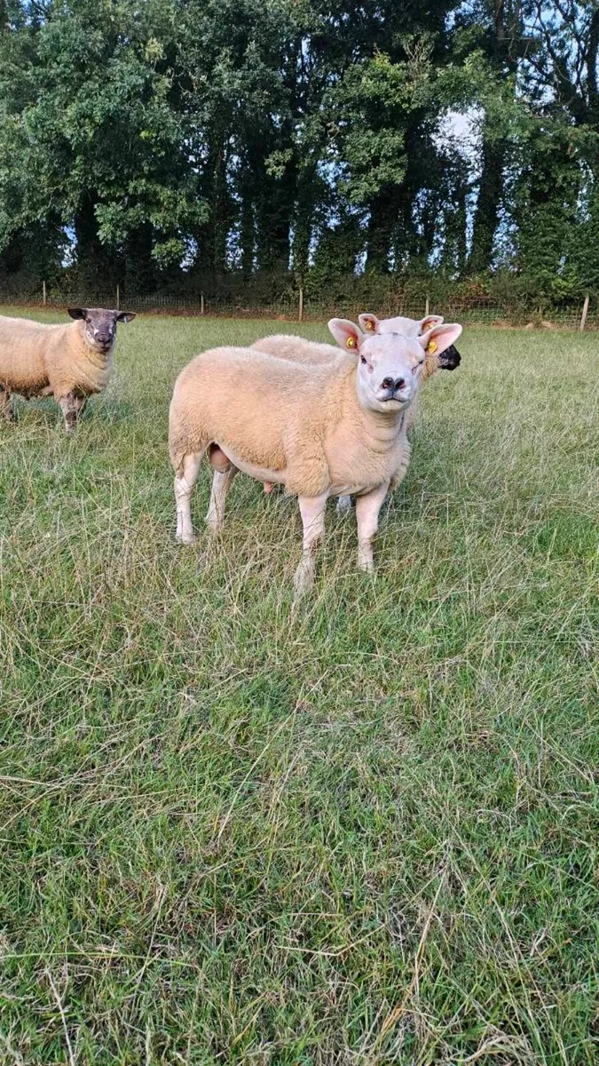 Pedigree Texel ram lambs - Image 4