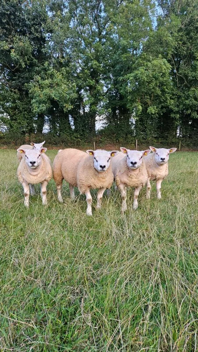 Pedigree Texel ram lambs - Image 1