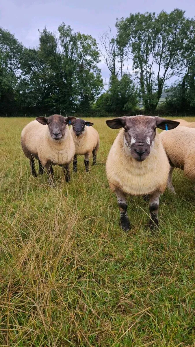 Suftex ram lambs - Image 1