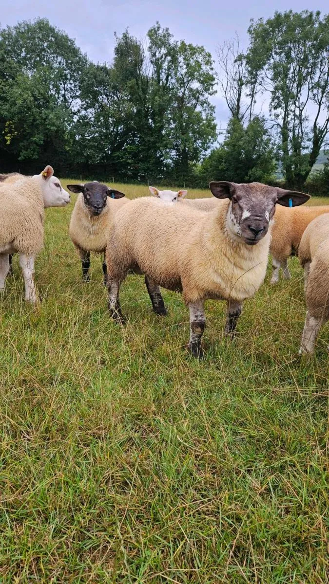 Suftex ram lambs - Image 2
