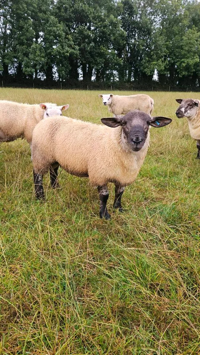 Suftex ram lambs - Image 3