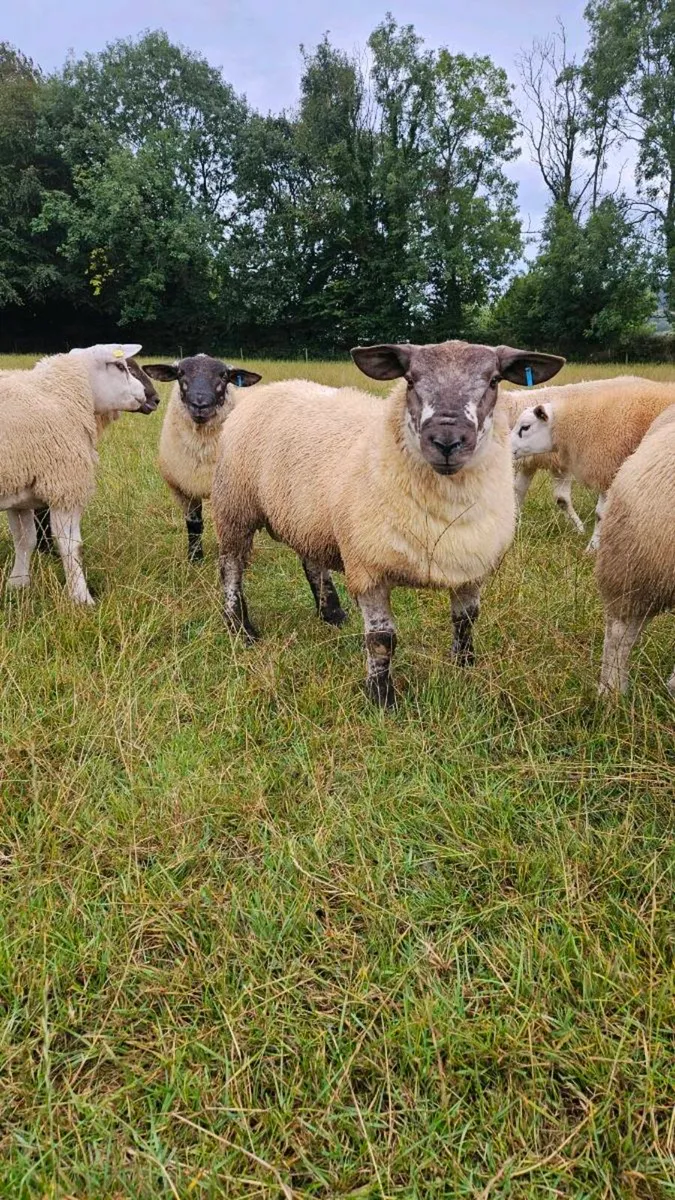 Suftex ram lambs - Image 4