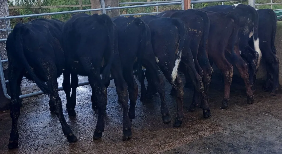 Aberdeen Angus Weanling Heifers - Image 1