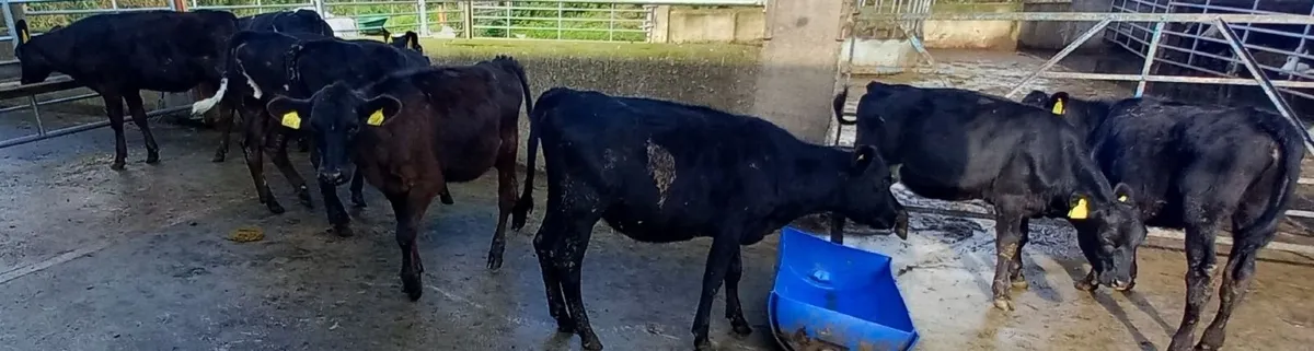 Aberdeen Angus Weanling Heifers - Image 3