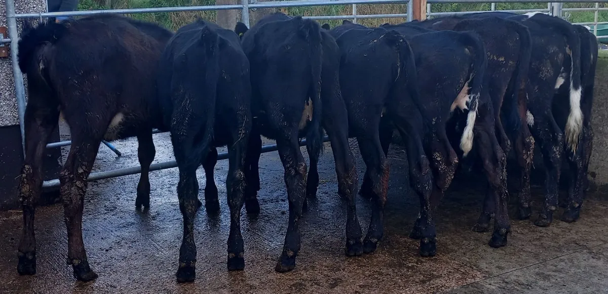 Aberdeen Angus Weanling Heifers - Image 4