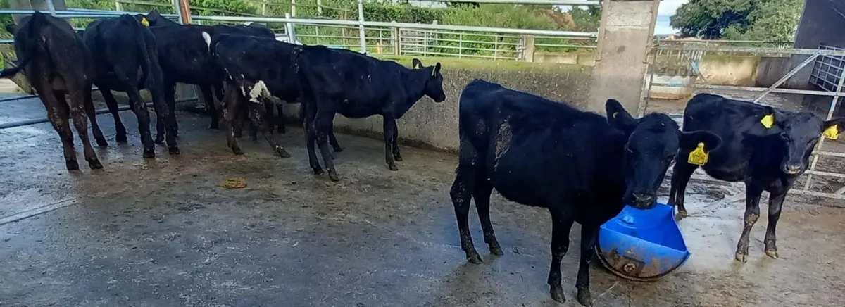 Aberdeen Angus Weanling Heifers - Image 2