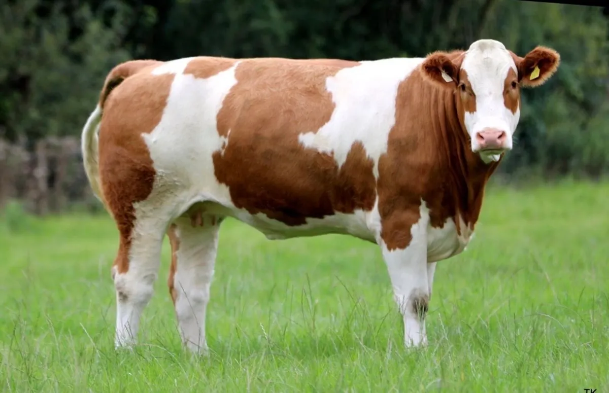 Incalf heifers for sale - Image 1
