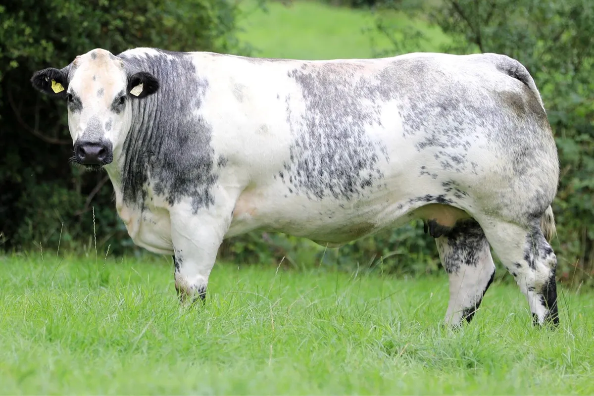Incalf heifers for sale - Image 2