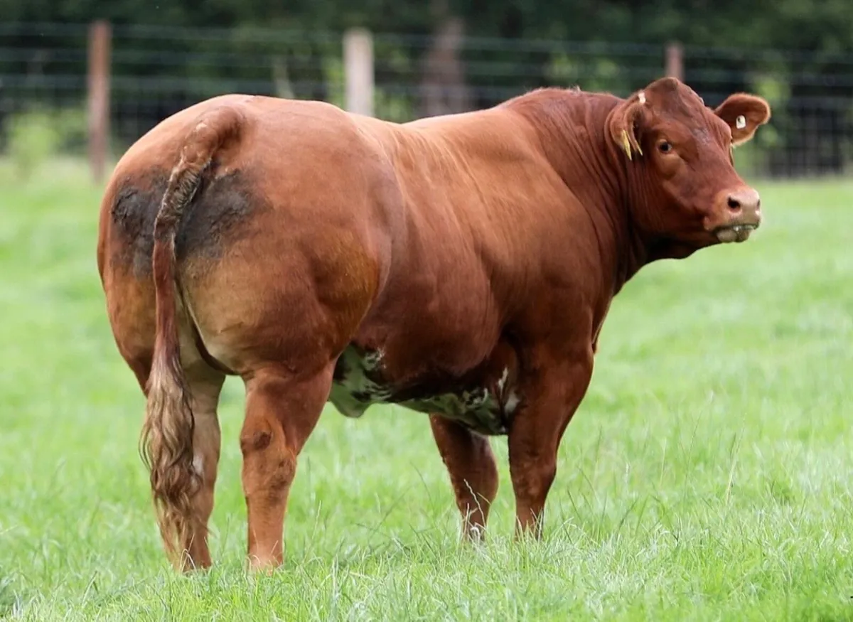 Incalf heifers for sale - Image 3