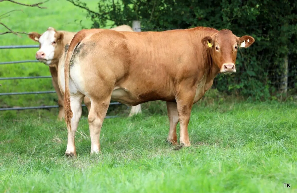 Incalf heifers for sale - Image 4