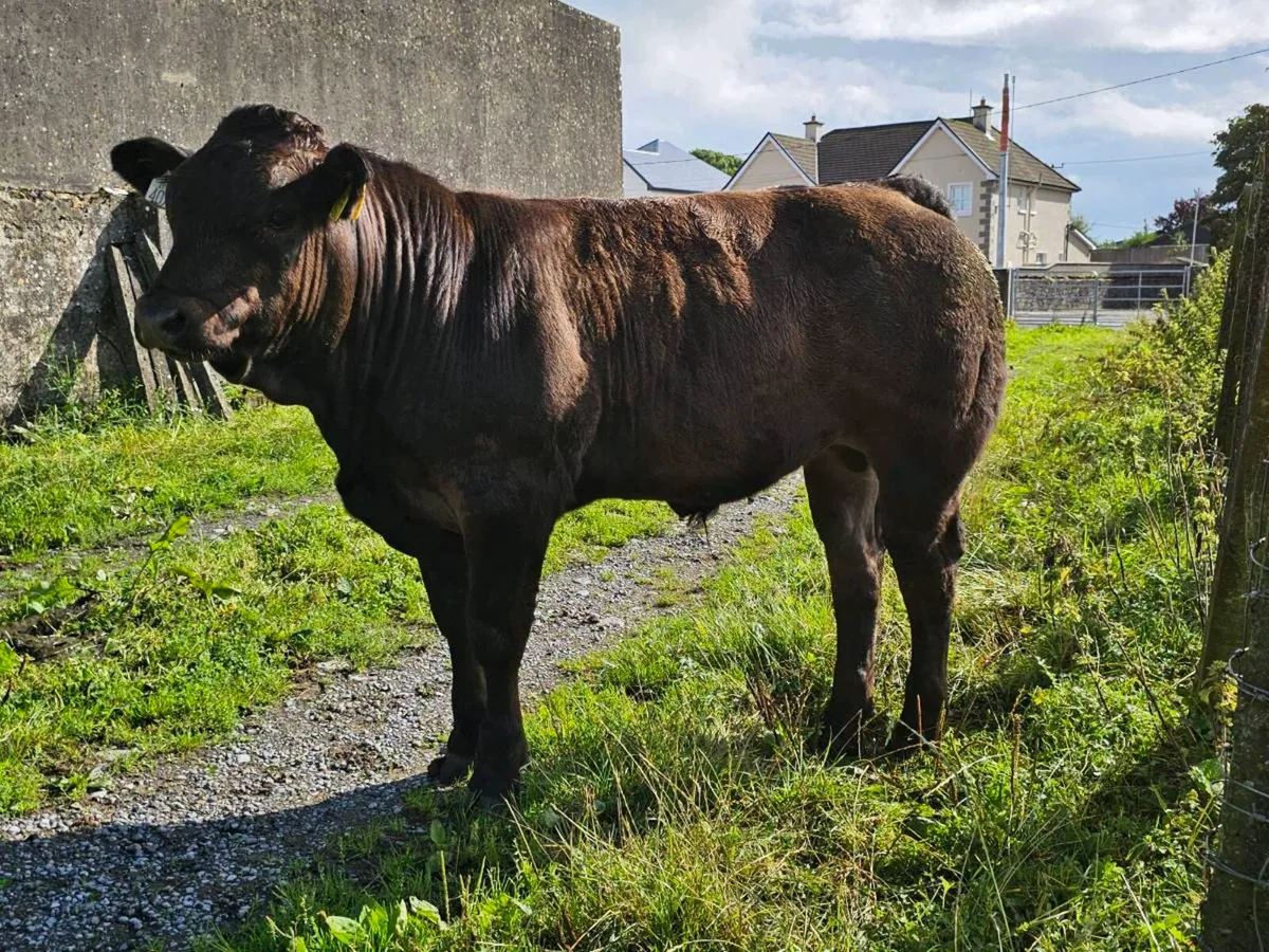 U Grade weanlings for sale Roscommon Mart 8th Sept - Image 2