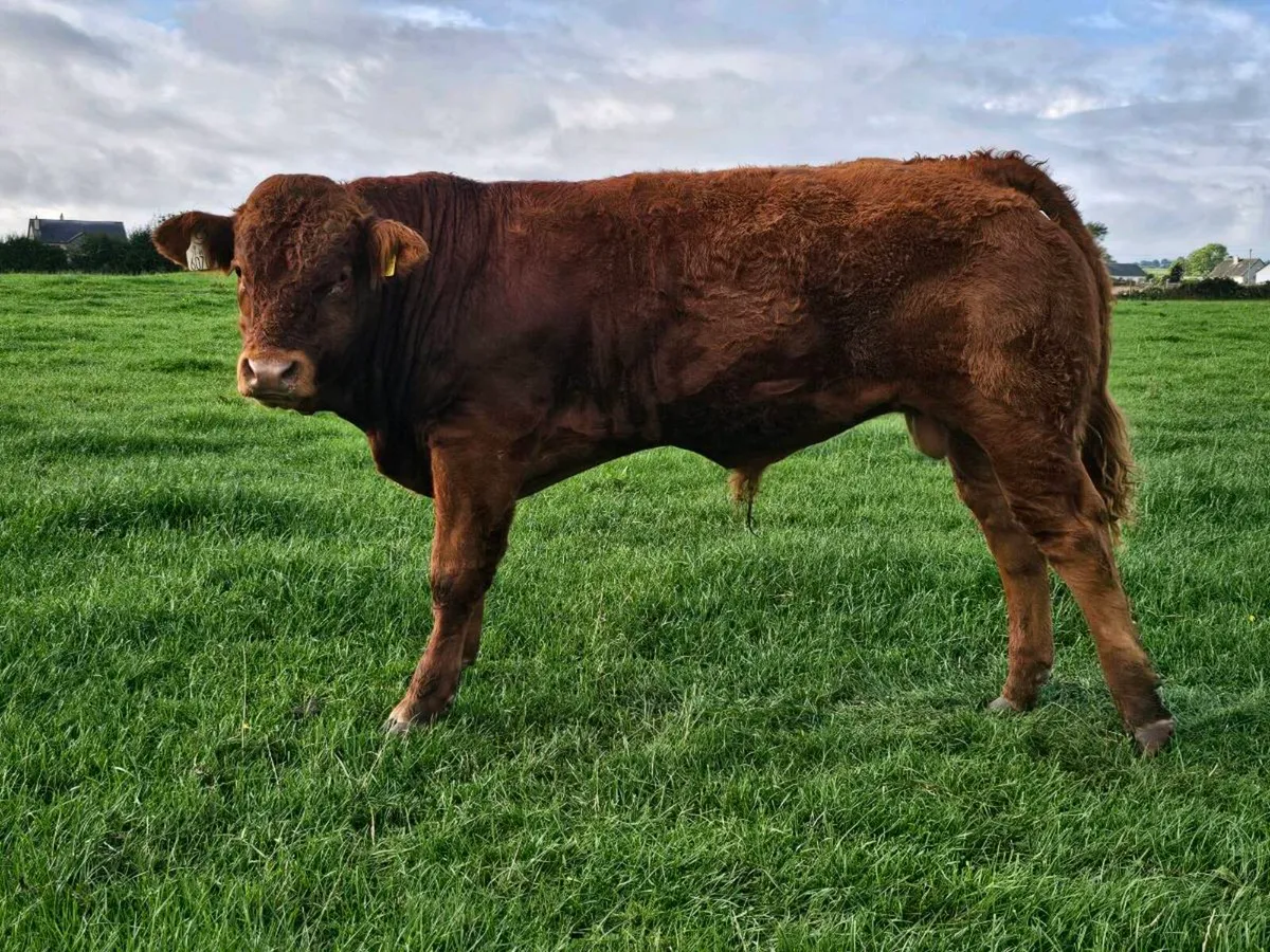 U Grade weanlings for sale Roscommon Mart 8th Sept - Image 3