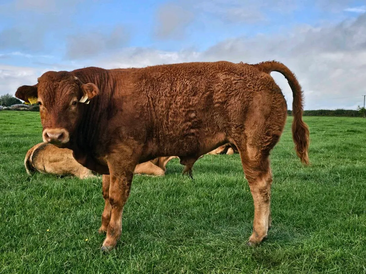 U Grade weanlings for sale Roscommon Mart 8th Sept - Image 4