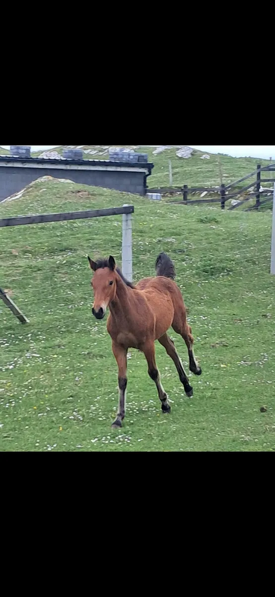 Connemara filly foal - Image 4