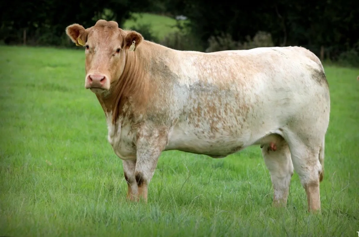 Incalf heifers for sale - Image 4