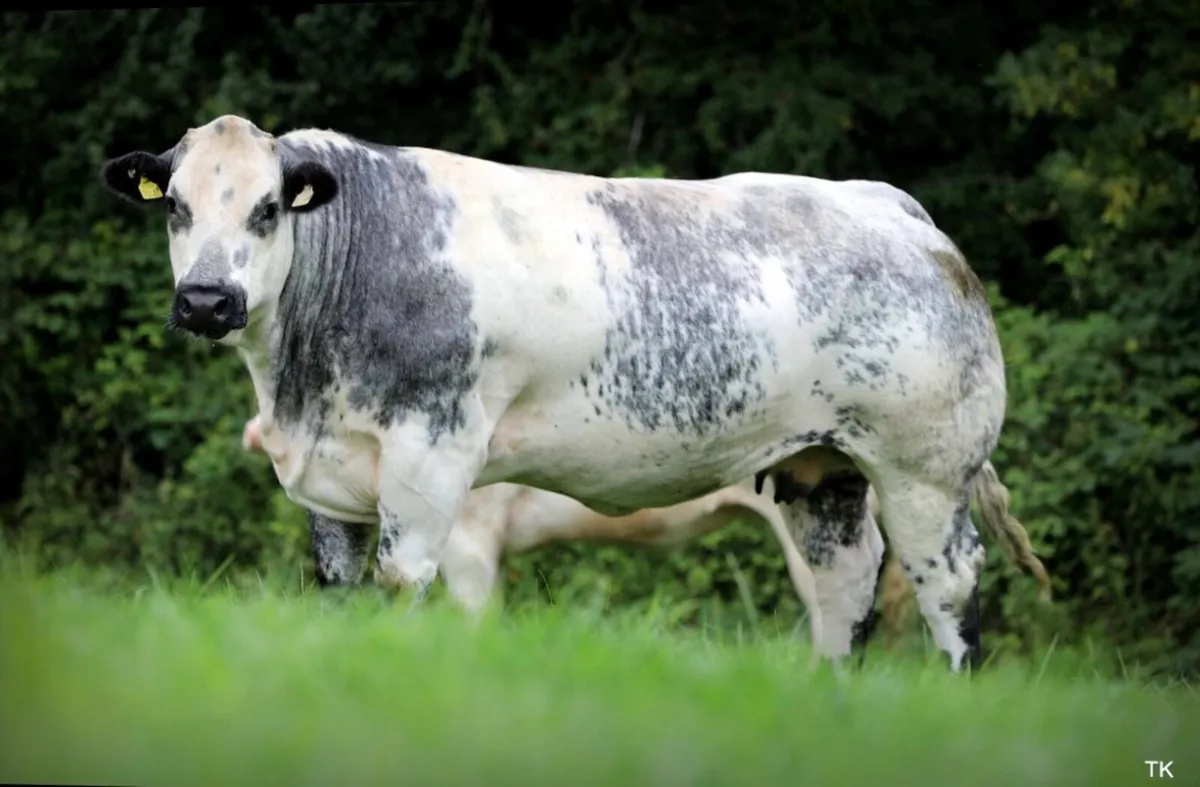 Incalf heifers for sale - Image 1