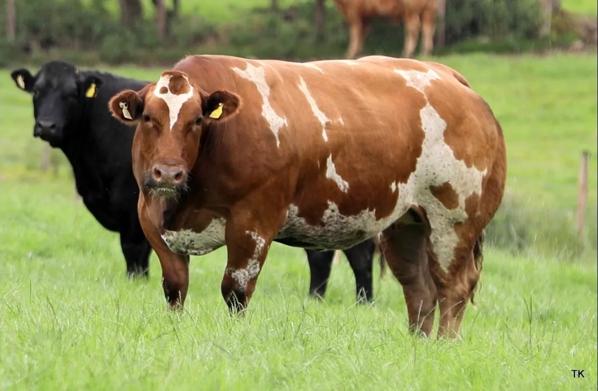 Incalf heifers for sale - Image 2